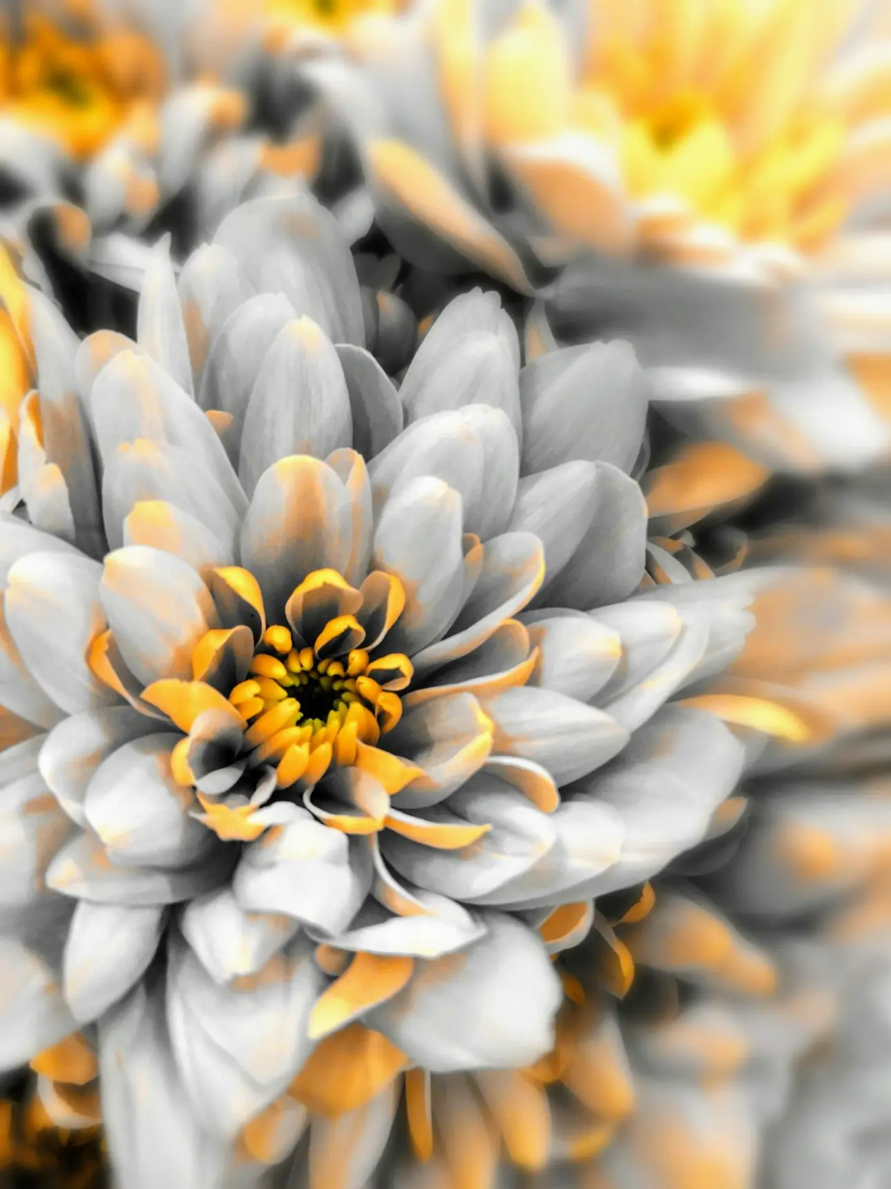 a close up of a flower with a yellow center