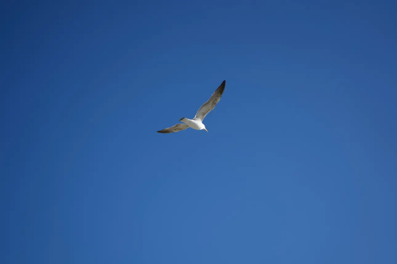 a seagull flying in a clear blue sky